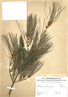 藏品(臺灣華山松)的圖片